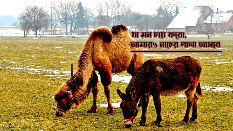 যা মন চায় করো, আমারও নাচের পালা আসবে