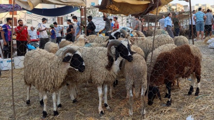 Krisis Ekonomi, Warga Tunisia Berjuang Membeli Domba untuk Idul Adha