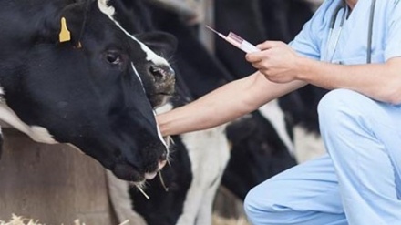 Tolış şəhrstani ehtiyoc bə vıronədə har qılə puliku kəno bəytorəti xıdməton təğdim bedə.