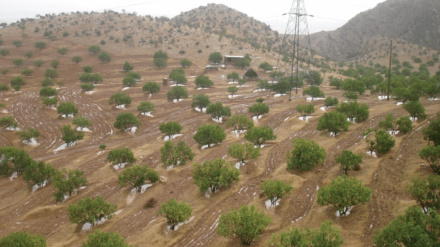 UN agency designates Iran’s rainfed fig orchards as Globally Important Agricultural Heritage System