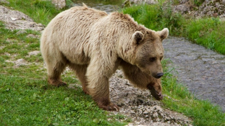 (VIDEO) Biodiversità degli animali nelle foreste ircane dell'Iran