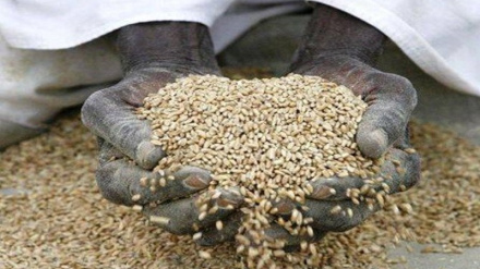 (AUDIO) Accordo su grano, uscita Russia aumenta rischi insicurezza alimentare