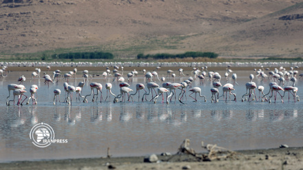 Urmiye Gölü'ndeki flamingoların güzelliği
