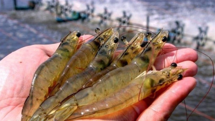 Iran exporting shrimps to 21 countries: Official