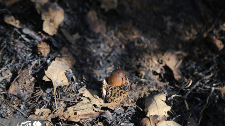  تصاویر: آتش به جانِ «جنگل‌های مریوان