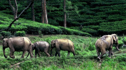 जंगली हाथियों से संघर्ष में मौतों की संख्या 50 प्रतिशत बढ़ी