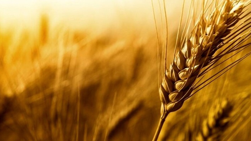 اجیکستان دومین واردکننده گندم از قزاقستان 