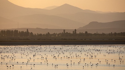 Puluhan Ribu Flamingo Singgah di Danau Urmia (1)