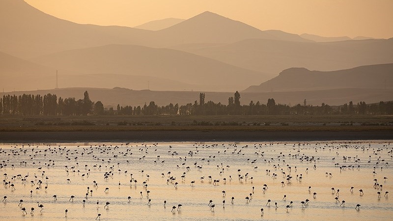 Flamingo singgah di lahan basah Taman Nasional danau Urmia.