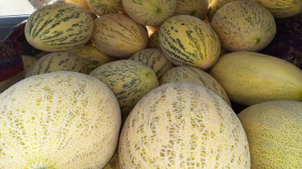 کندوز کې سږ کال د خټکیو حاصلات څو برابره ډېر شوي