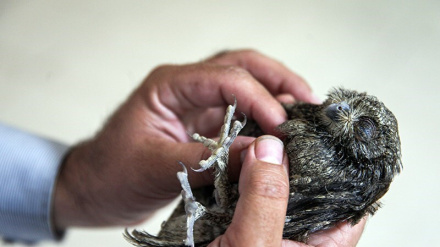  تصاویر: کلینیک حیات وحش پردیسان