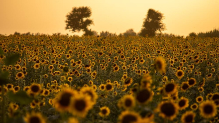 (FOTO DEL GIORNO) Campi di girasoli in Golestan
