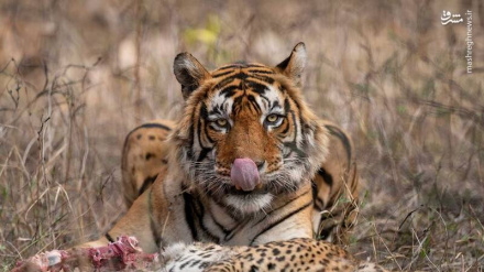 (FOTO) Le meraviglie del mondo animale - 1