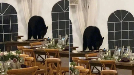 یږ د واده مراسمو ته ورغی او خواږه شیان یې وخوړل