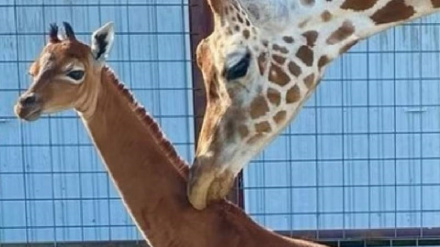 美国一动物园长颈鹿出生时没有“斑点”