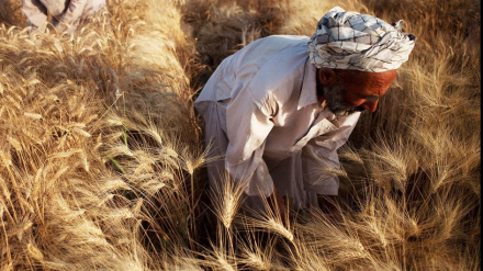 ՄԱԿ-ում հայտնել են հուլիսին պարենի համաշխարհային գների աճի մասին