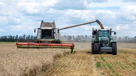 Kievi e quan të papranueshme vazhdimin e ndalimit të importit të grurit ukrainas nga BE-ja