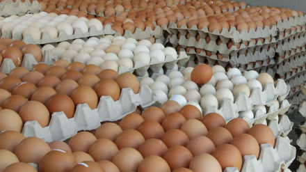 কর্পোরেট সিন্ডিকেট চক্রে বাংলাদেশে ডিমের বাজার অস্থির; ডজন ১৭৫ টাকা