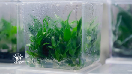 Внедрение новых технологий в сельскохозяйственный сектор Ирана