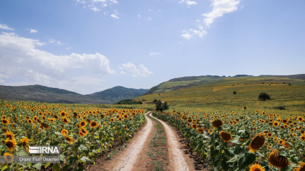  مزارع آفتابگردان اسب‌تاجنان