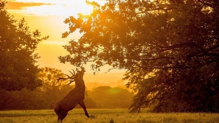 Le piu' belle foto di animali selvaggi- 1