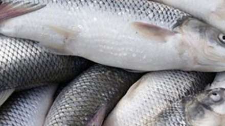 伊朗热带鱼产量位居世界第三