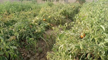 اعتراض کشاورزان تخاری به گرانی و کمبود کود و بذر