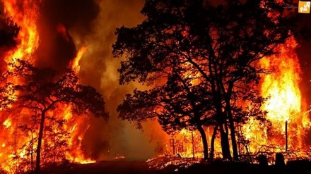 Çanakkale ve İzmir'de orman yangını!