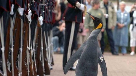 爱丁堡动物园企鹅“晋升”挪威陆军少将，为挪威国王卫队吉祥物