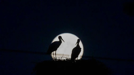 (FOTO DEL GIORNO) Superluna a Saragozza 