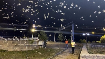 Ardahan'da Sineklerin Ölüm Uçuşu Tamamlandı