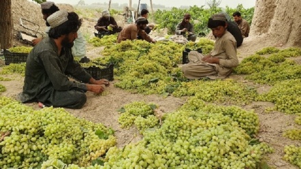 افزایش 30 درصدی برداشت انگور در قندهار
