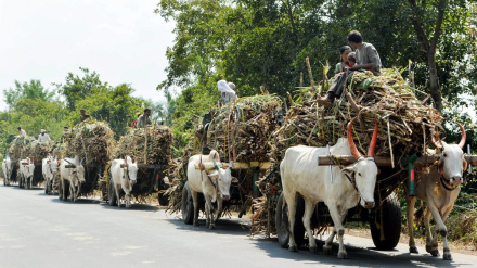उत्तर प्रदेश में गन्ना किसानों की हालत पतली, मंत्री ने किया स्वीकार