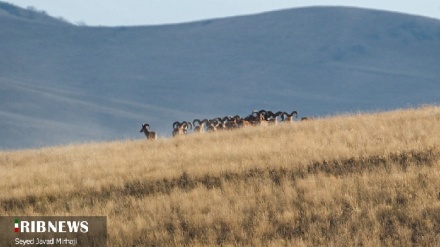(FOTO DEL GIORNO) Parco nazionale del Golestan
