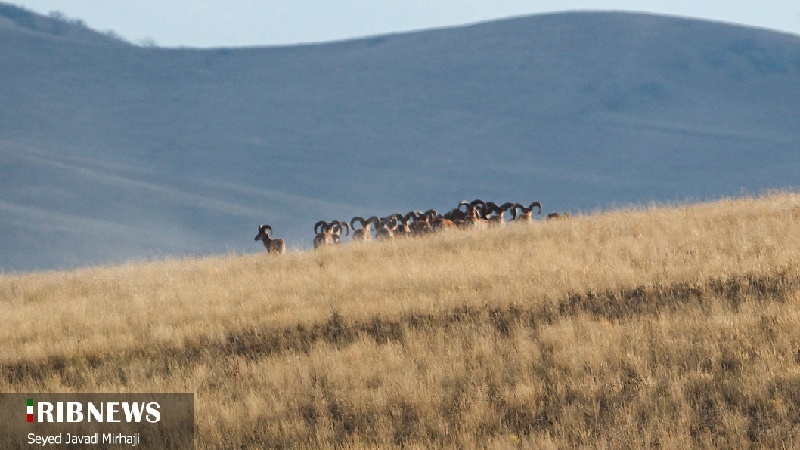 (FOTO DEL GIORNO) Parco nazionale del Golestan