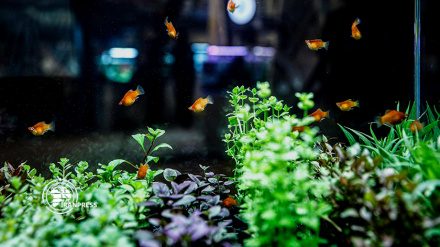 (FOTO) La mostra nazionale dell'industria dell'acquariofilia a Teheran - 2