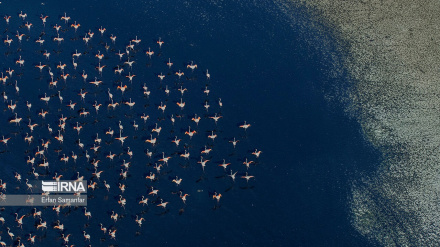 (FOTO) Gruppo di Flamingo volano sul lago Maharlu