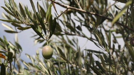 La Turchia ha vietato le esportazioni di olio d'oliva