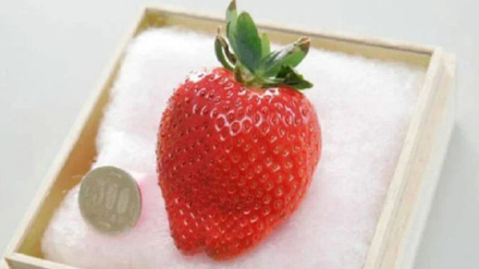 جاپان کښې د ګرانبیه سټرابیري میوې بیه څومره ده؟