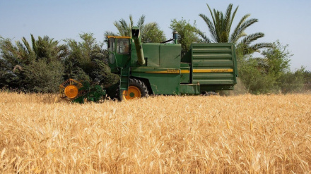 Iran’s wheat output reaches milestone of 10 million mt