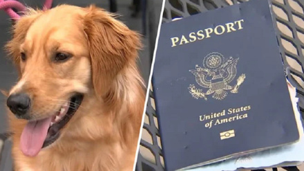 سپي د امریکا د ښاریزو پاسپورټوڼه وژول او واده په خطر کښې شو