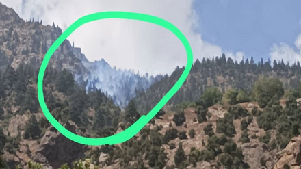 د نورستان ولایت په طبیعي ځنګلونو کې اورلګېدنې مالي زیانونه اړولي