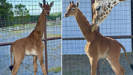 امریکا کښې عجیبه زرافه زیږیدلي ده