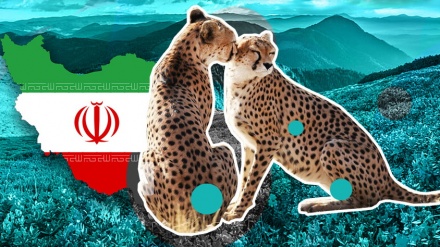 В Иране продолжается битва за спасение последних оставшихся на земле азиатских гепардов