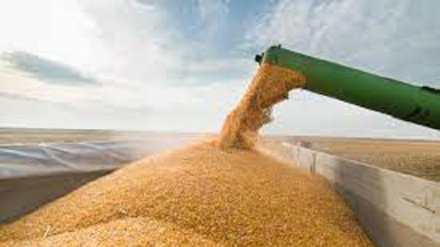 In aumento le esportazioni di grano dalla Russia