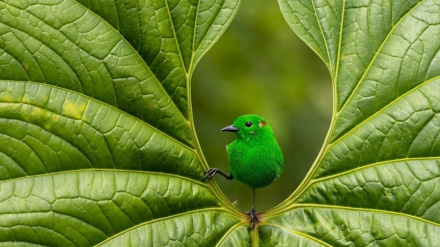 (FOTO) Vincitori del Bird Photographer 