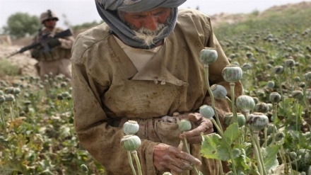واکنش طالبان به اظهارات رئیس جمهور تاجیکستان درخصوص افزایش قاچاق مواد مخدر 