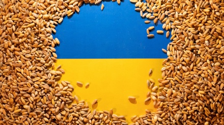 Komisioni Evropian kërkoi vazhdimin e ndalimit të shitjes së grurit ukrainas në vendet fqinje