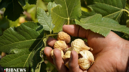 (FOTO DEL GIORNO) La raccolta dei frutti del fico