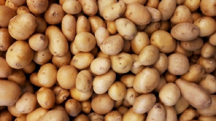 Қозоғистон картошкасининг Ўзбекистонга экспорти 14 баробар ошди